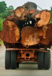 timber-transporatation-2